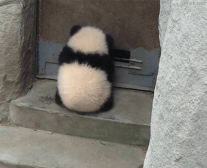 GIF番号出处图片