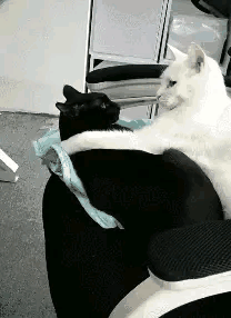 GIF番号出处图片