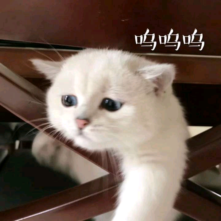 GIF番号出处图片